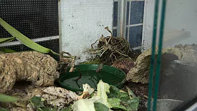 PLA Filament Witterungstest Terrarium 12