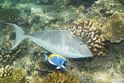Fische und Korallen