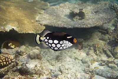 Leoparden Drückerfisch